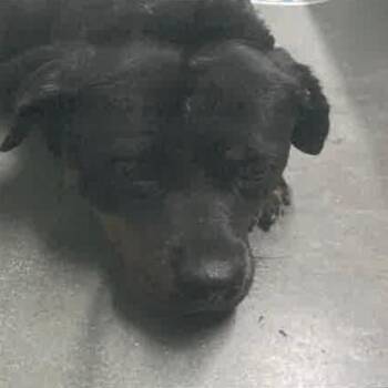 Pancake/Emmy A2175236 -  Rottweiler Dog for Adoption in Los Angeles, California - Pancake/Emmy A2175236 | PetCurious
