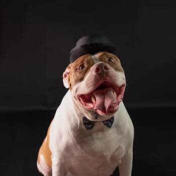 Rescue Pit Bull Terrier Dogs for Adoption in Mooresville, North Carolina - Sunny | PetCurious