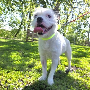 Boston Terrier Dogs Available for Adoption in Fullerton, Pennsylvania - Luxe | PetCurious