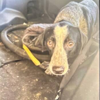 Jean -  Coonhound Dog for Adoption in Lufkin, Texas - Jean | PetCurious