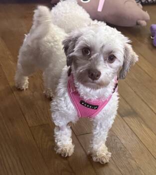 Didi -  Havanese Dog for Adoption in North Tonawanda, New York - Didi | PetCurious