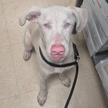 Qilu -  Mixed Breed and Labrador Retriever Dog for Adoption in Lake Panasoffkee, Florida - Qilu | PetCurious