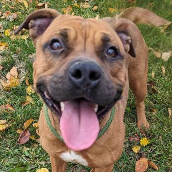 Rescue Boxer Dogs for Adoption in Valparaiso, Indiana - Clawdeen | PetCurious