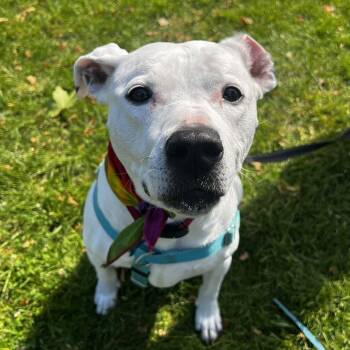 Rescue Pit Bull Terrier Dogs for Adoption in Seattle, Washington - Matilda - MEDICAL HOLD | PetCurious
