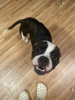Rescue Boxer and Boston Terrier Dogs for Adoption in North Richland Hills, Texas - Scooter | PetCurious