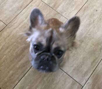 Bella -  French Bulldog Dog Available for Adoption in Rochester, New York - Bella | PetCurious