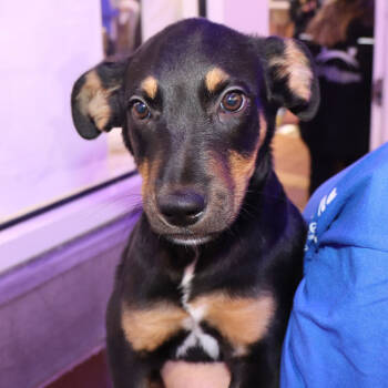 Rescue Mixed Breed Dogs for Adoption in Port Washington, New York - Harley | PetCurious