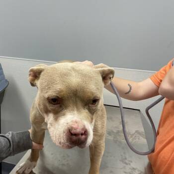 Bonnie (Rhea Ripley) -  Pit Bull Terrier and Mixed Breed Dog for Adoption in Saint Joseph, Missouri - Bonnie (Rhea Ripley) | PetCurious