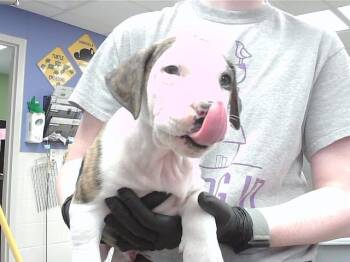 BUGATTI -  Boxer and Mixed Breed Dog for Adoption in Omaha, Nebraska - BUGATTI | PetCurious