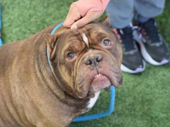 David -  Mixed Breed Dog for Adoption - David | PetCurious