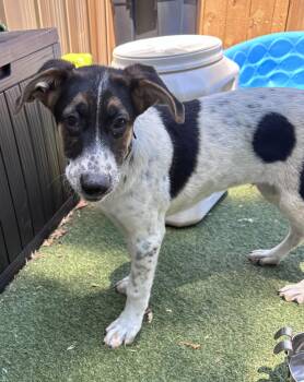 Bandit -  Mixed Breed Dog for Adoption in Pembroke, Massachusetts - Bandit | PetCurious