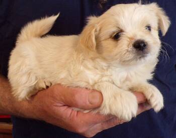 Shih Tzu and Chihuahua Dogs Available for Adoption in Corona, California - MOLLY | PetCurious