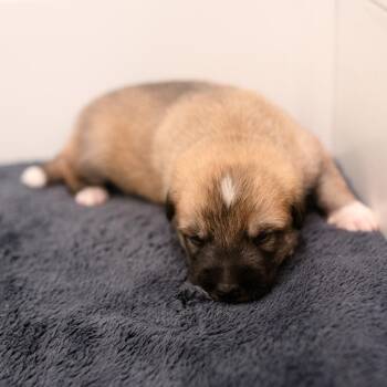 Mixed Breed Dogs Available for Adoption in Chapel Hill, North Carolina - Prospero | PetCurious