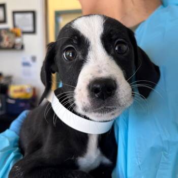 Terrier and Mixed Breed Dogs Available for Adoption - Harley | PetCurious