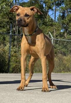 Rescue Mixed Breed Dogs for Adoption in Kingsland, Georgia - Trinity | PetCurious