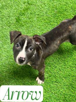 Pit Bull Terrier Dogs Available for Adoption in West Milford, New Jersey - Arrow | PetCurious