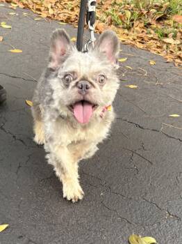 French Bulldog Dogs Available for Adoption in Margate, Florida - Antonio | PetCurious