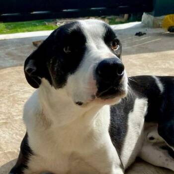 Terrier Dogs Available for Adoption in Bloomfield, Connecticut - Will | PetCurious