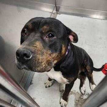 Rescue Mixed Breed Dogs for Adoption in Davenport, Iowa - Farmer Smurf | PetCurious