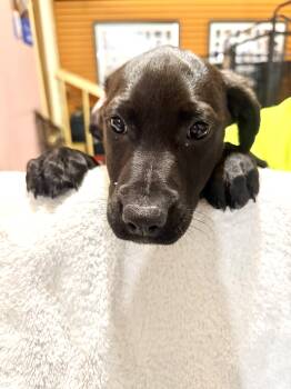 Ellie Mae -  Labrador Retriever and Bloodhound Dog for Adoption in Madison Heights, Michigan - Ellie Mae | PetCurious