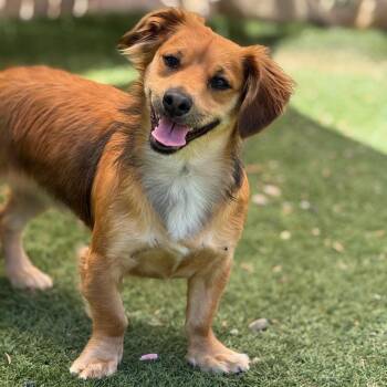 Chico -  Dachshund Dog for Adoption in Goleta, California - Chico | PetCurious