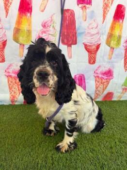 Coconut -  Cocker Spaniel Dog for Adoption in Wayne, New Jersey - Coconut | PetCurious