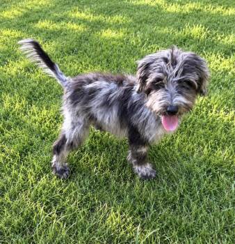 Roselle -  Schnoodle Dog for Adoption in Kings Mountain, North Carolina - Roselle | PetCurious