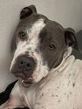 Rescue Pit Bull Terrier Dogs for Adoption in East Moriches, New York - Pecas (POOCH) | PetCurious
