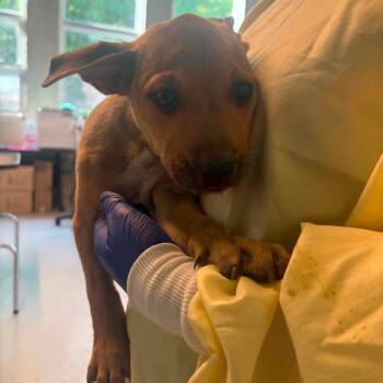 Mixed Breed Dogs Available for Adoption in Huntington, West Virginia - Parky | PetCurious
