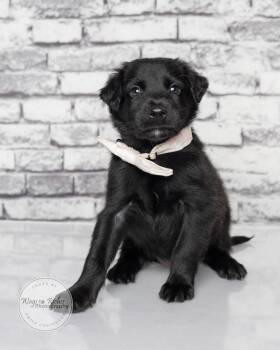 Raj -  Labrador Retriever and Retriever Dog for Adoption in Tuscaloosa, Alabama - Raj | PetCurious
