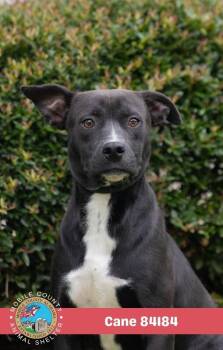 Cane -  Mixed Breed Dog for Adoption in Mobile, Alabama - Cane | PetCurious
