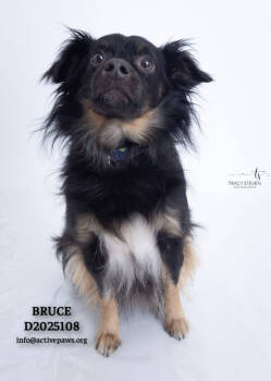 Rescue Pomeranian and Chihuahua Dogs for Adoption in Conroe, Texas - Bruce | PetCurious
