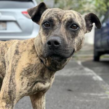 Hina -  Australian Kelpie and Mountain Cur Dog for Adoption in Newberg, Oregon - Hina | PetCurious