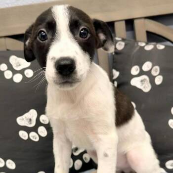 Mingo -  Mixed Breed Dog for Adoption in Madison, Wisconsin - Mingo | PetCurious