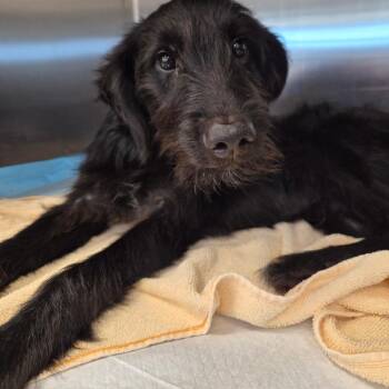Alfalfa -  Mixed Breed Dog for Adoption in Bentonville, Arkansas - Alfalfa | PetCurious