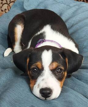 Brie -  Beagle and Terrier Dog for Adoption in Columbia, Missouri - Brie | PetCurious