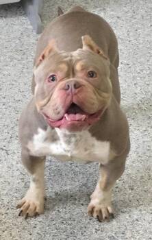 Luna -  Pit Bull Terrier and English Bulldog Dog for Adoption in Momence, Illinois - Luna | PetCurious