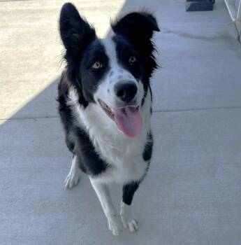 Border Collie Dogs Available for Adoption in Elko, Nevada - Luke/59010428 | PetCurious
