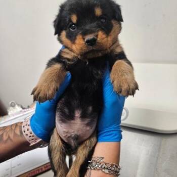Rottweiler and Mixed Breed Dogs Available for Adoption in Morton Grove, Illinois - Dylan | PetCurious