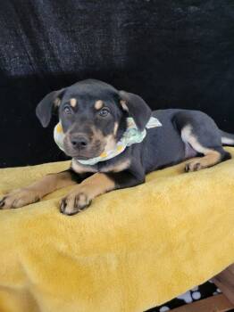 Quinoa -  Labrador Retriever and Mixed Breed Dog for Adoption in Leesburg, Alabama - Quinoa | PetCurious