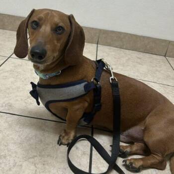 Ollie -  Dachshund Dog for Adoption in Henderson, Nevada - Ollie | PetCurious