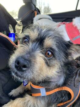 Border Terrier Dogs Available for Adoption - Eggroll  | PetCurious