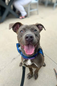 Rescue Mixed Breed Dogs for Adoption in Cincinnati, Ohio - Woodford | PetCurious