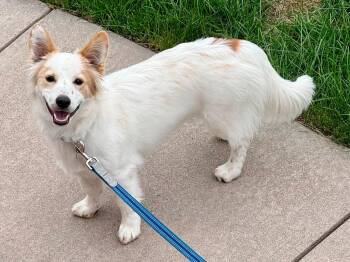 Harry -  Corgi and Australian Shepherd Dog for Adoption in Evergreen, Colorado - Harry | PetCurious