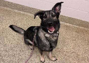 CHOCOLATE -  German Shepherd Dog and Husky Dog for Adoption in Colorado Springs, Colorado - CHOCOLATE | PetCurious