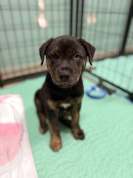 Mixed Breed Dogs Available for Adoption in Mansfield, Texas - Nash | PetCurious