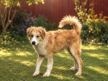 Gerald -  Golden Retriever and Great Pyrenees Dog for Adoption in Lucas, Texas - Gerald | PetCurious