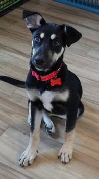 Rescue Australian Kelpie Dogs for Adoption in Fort Worth, Texas - Harper | PetCurious