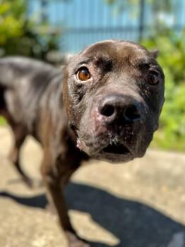 Cane Corso and Mixed Breed Dogs Available for Adoption in New Orleans, Louisiana - Tiny | PetCurious