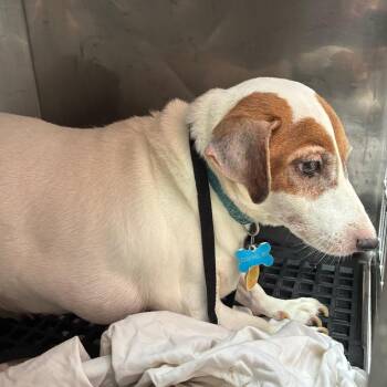 Jake M -  Jack Russell Terrier Dog for Adoption in Philadelphia, Pennsylvania - Jake M | PetCurious